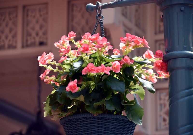 f:id:flowerTDR:20200911073153j:plain
