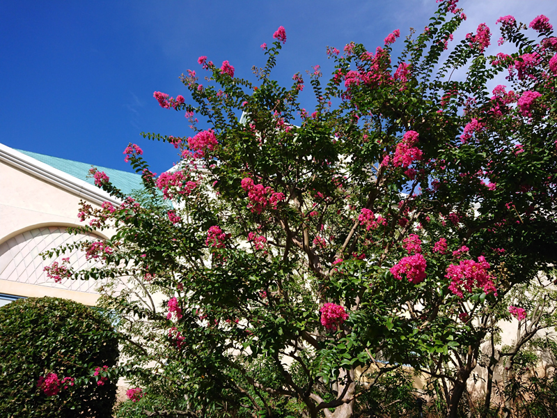 f:id:flowerTDR:20200912085307j:plain