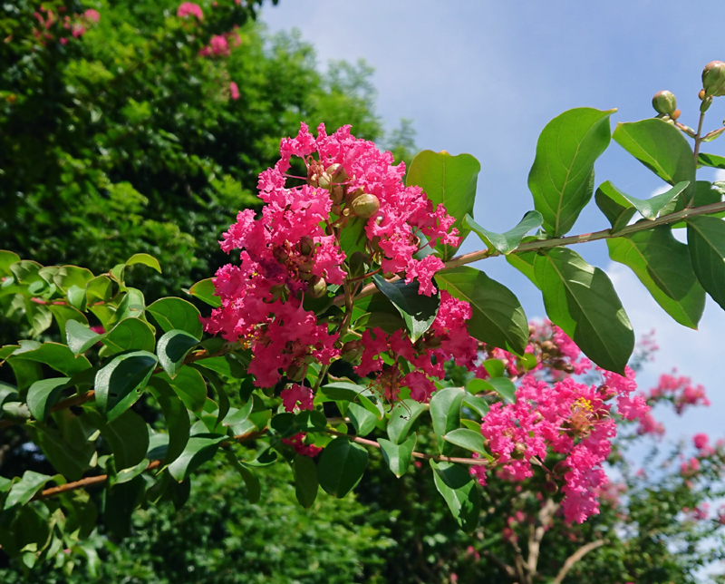 f:id:flowerTDR:20200912085316j:plain