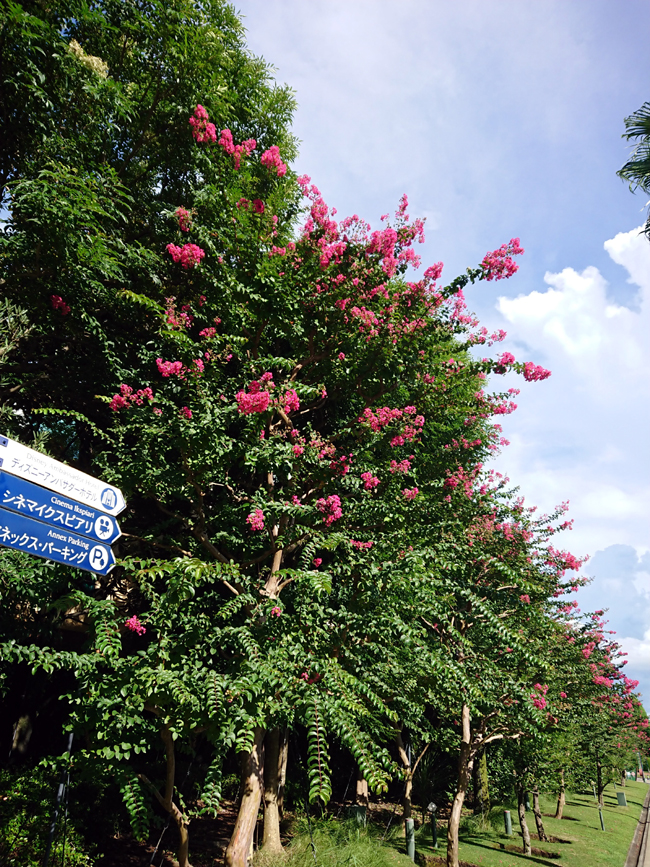 f:id:flowerTDR:20200912085646j:plain