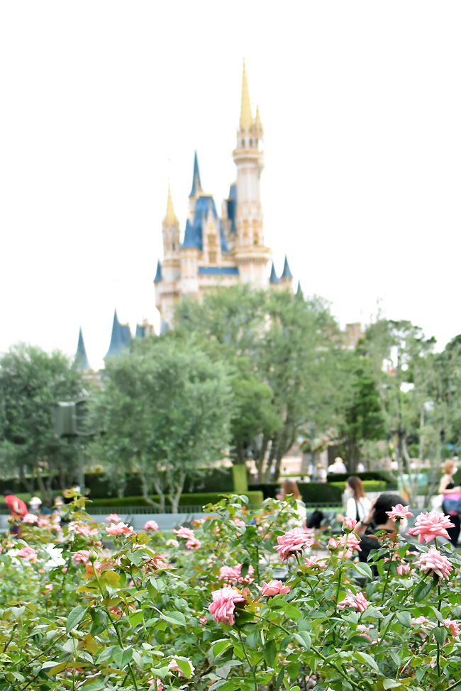f:id:flowerTDR:20200916090749j:plain