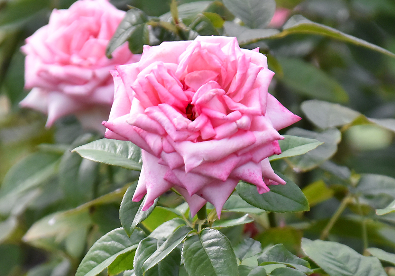 f:id:flowerTDR:20200916090822j:plain