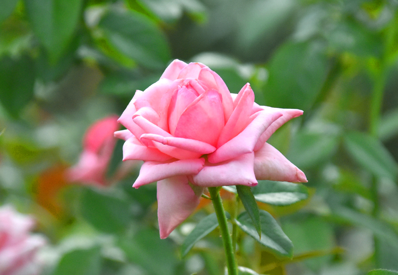 f:id:flowerTDR:20200916090831j:plain