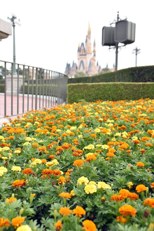 f:id:flowerTDR:20200918081757j:plain