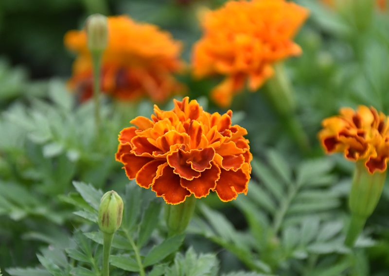 f:id:flowerTDR:20200918081814j:plain