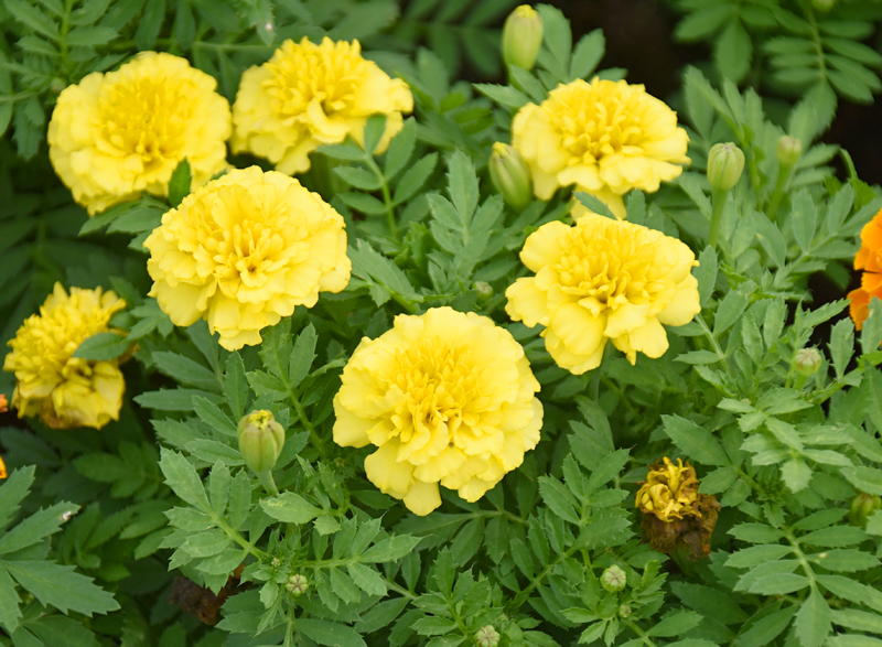 f:id:flowerTDR:20200918081829j:plain