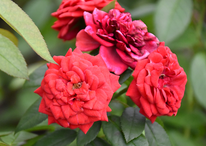 f:id:flowerTDR:20200919084218j:plain