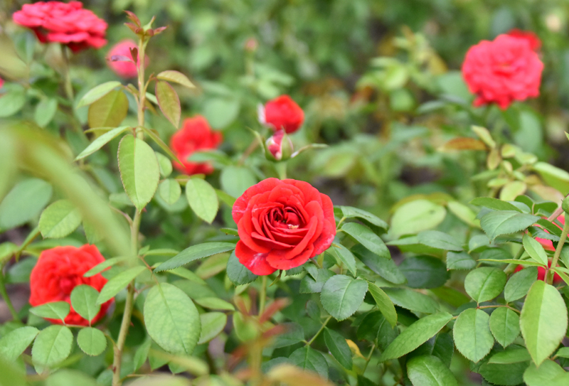 f:id:flowerTDR:20200919084228j:plain