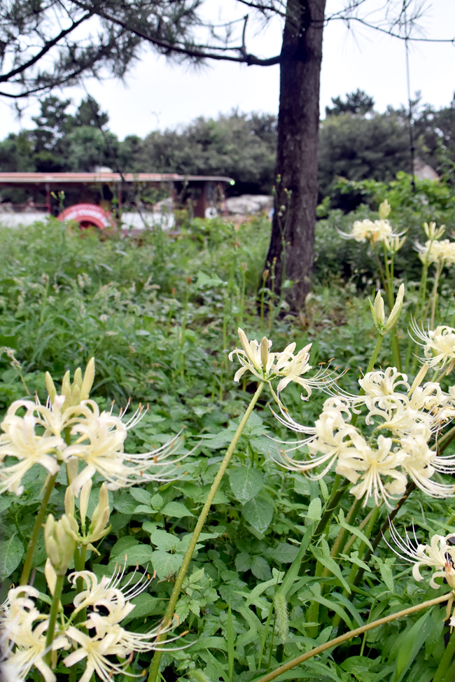 f:id:flowerTDR:20200924100306j:plain
