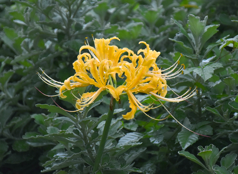 f:id:flowerTDR:20200924100349j:plain