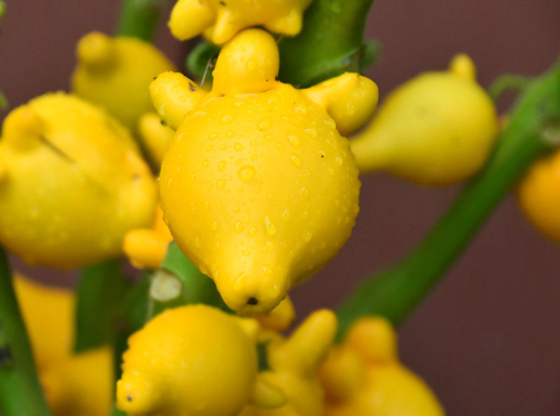 f:id:flowerTDR:20200925092040j:plain