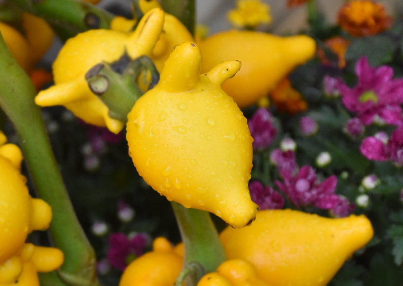 f:id:flowerTDR:20200925092050j:plain