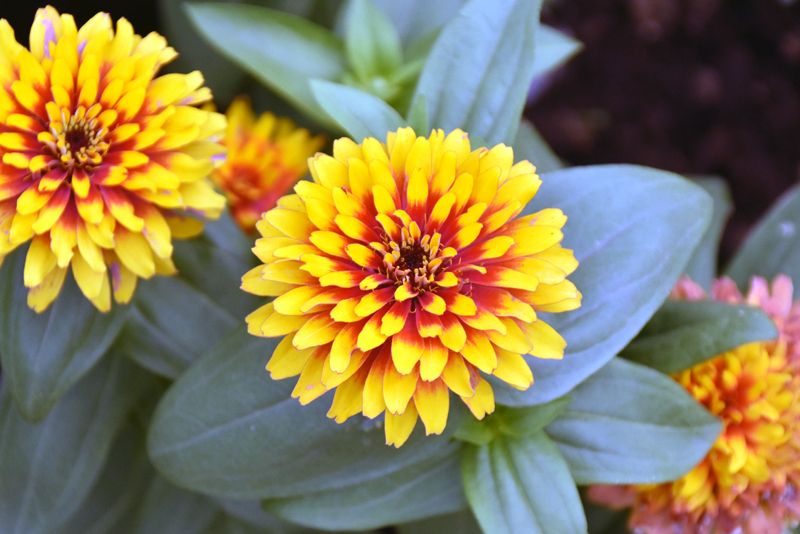 f:id:flowerTDR:20200925232613j:plain