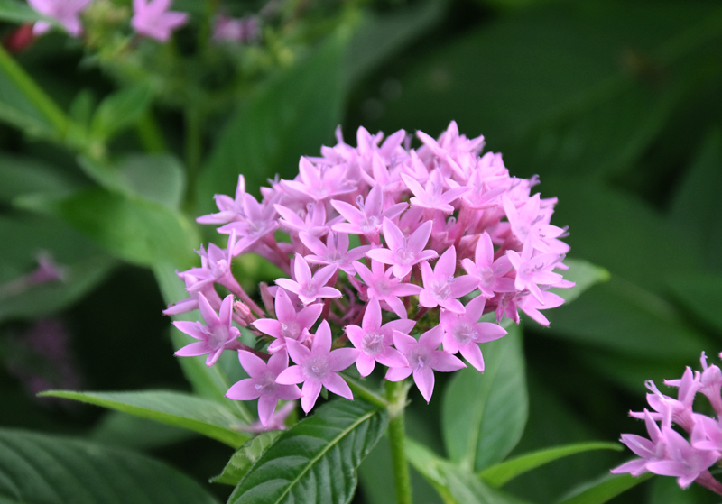 f:id:flowerTDR:20200927102546j:plain