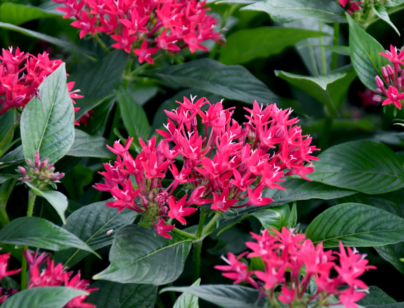 f:id:flowerTDR:20200927102556j:plain