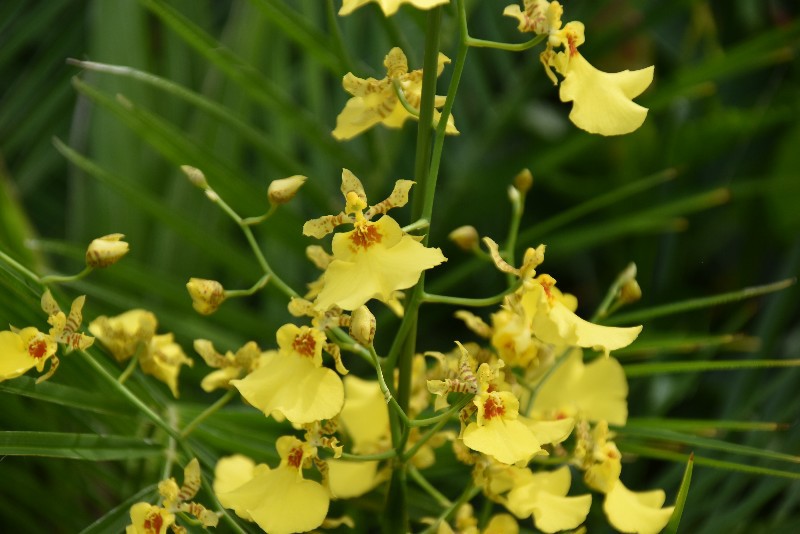 f:id:flowerTDR:20200929082111j:image