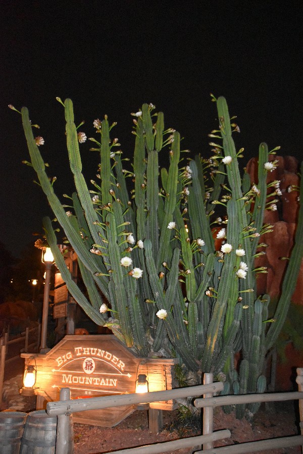 f:id:flowerTDR:20201001090343j:image