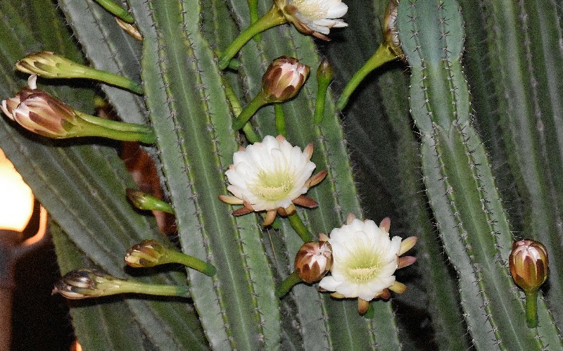f:id:flowerTDR:20201001090352j:image