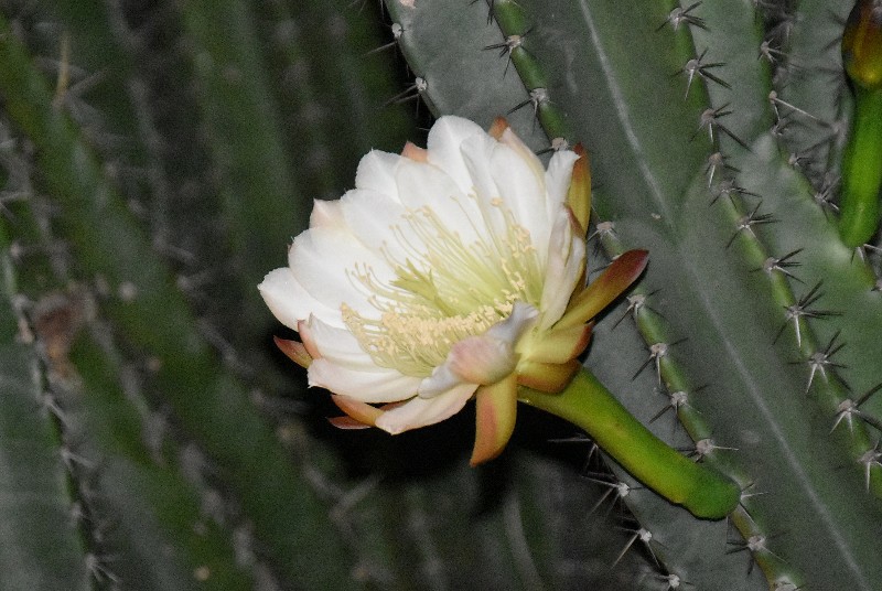 f:id:flowerTDR:20201001090404j:image