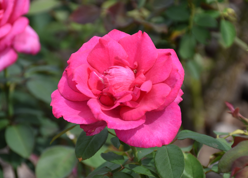 f:id:flowerTDR:20201003081616j:plain