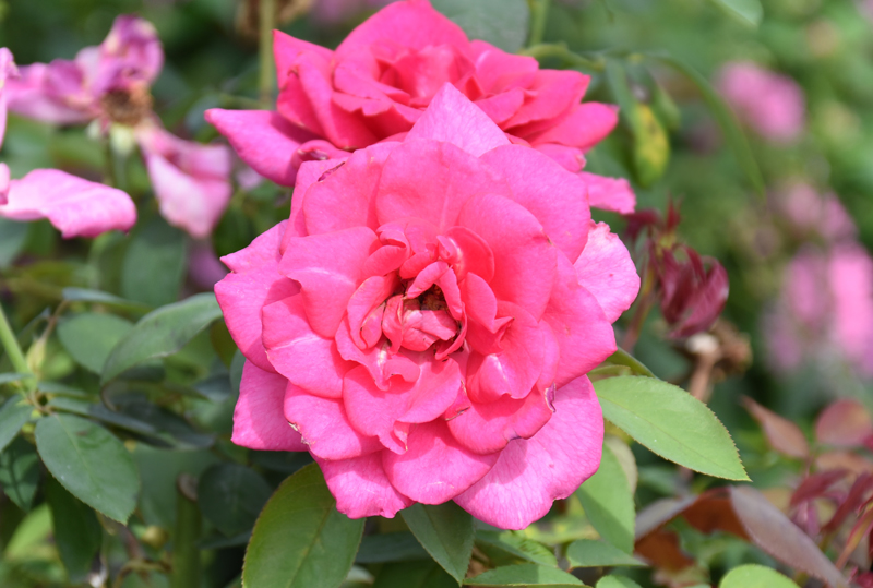 f:id:flowerTDR:20201003081633j:plain