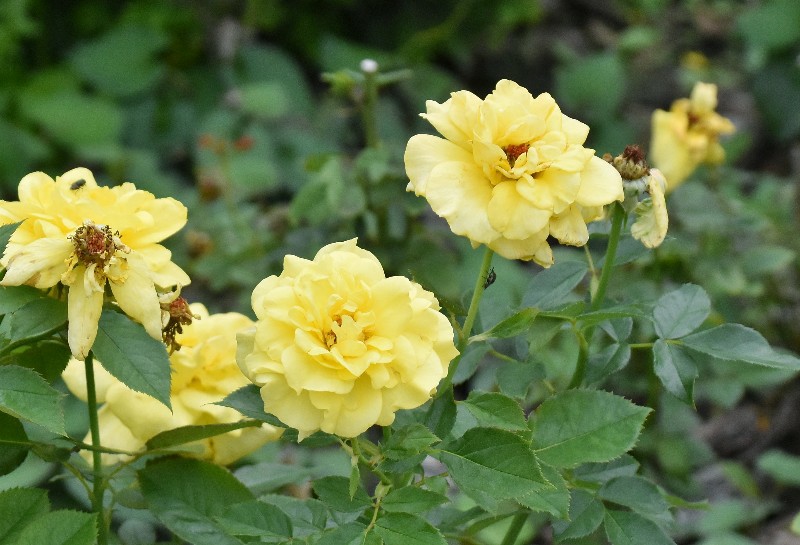 f:id:flowerTDR:20201004101514j:image