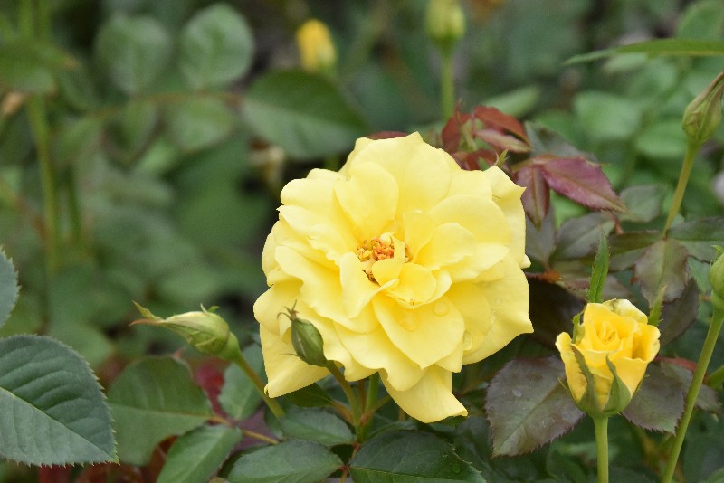 f:id:flowerTDR:20201004101525j:image