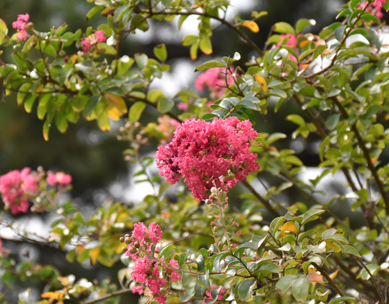 f:id:flowerTDR:20201006083335j:plain