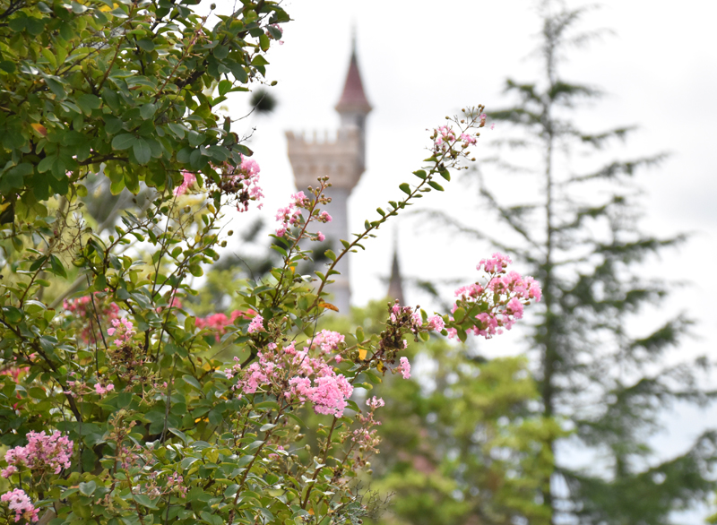 f:id:flowerTDR:20201006083356j:plain
