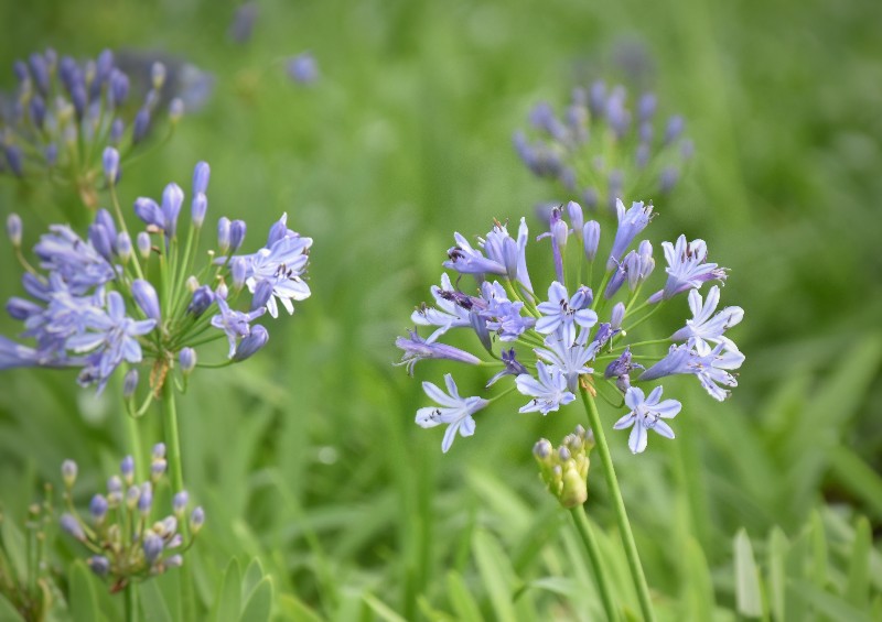 f:id:flowerTDR:20201007072619j:image