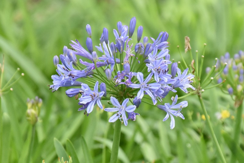f:id:flowerTDR:20201007072626j:image