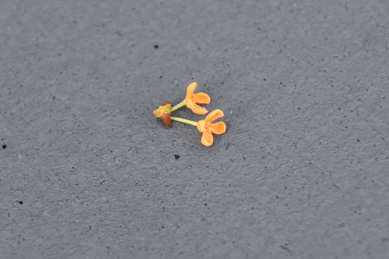 f:id:flowerTDR:20201008085404j:plain