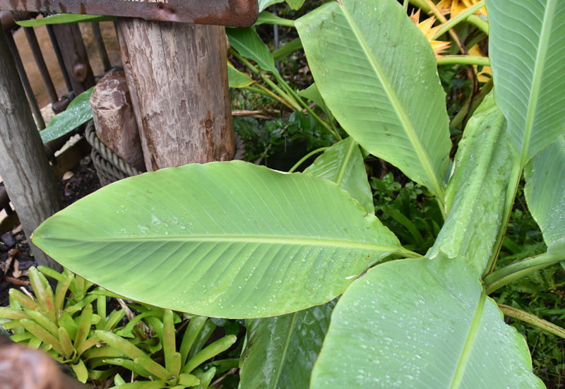 f:id:flowerTDR:20201009084656j:plain f:id:flowerTDR:20201009084656j:plain