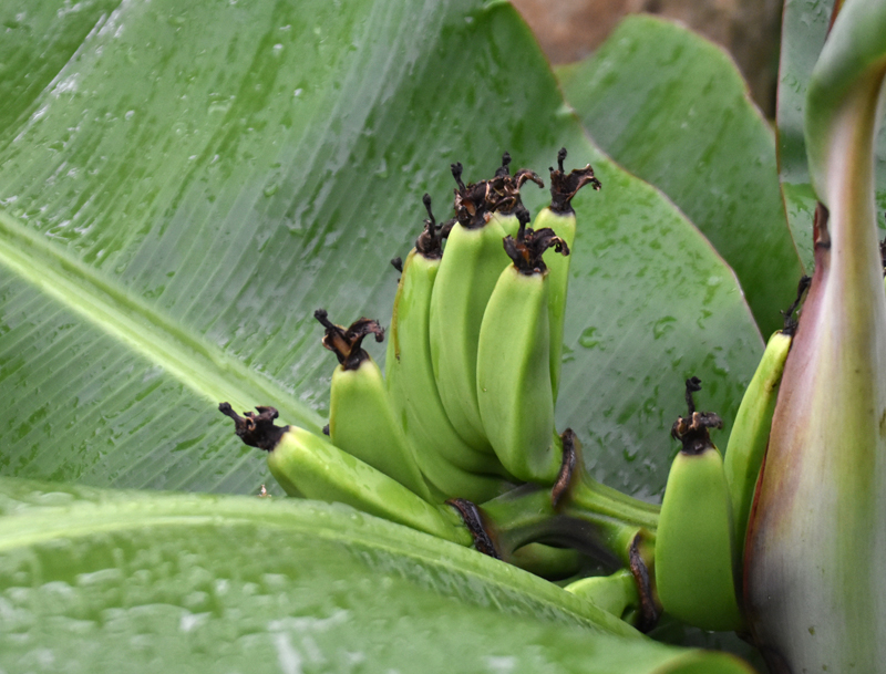 f:id:flowerTDR:20201009093120j:plain