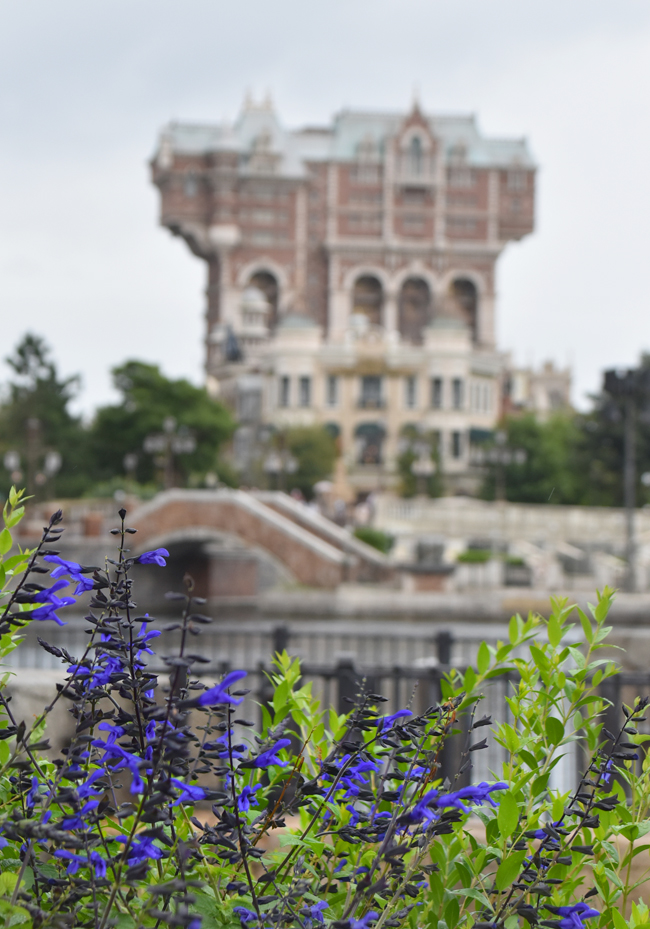 f:id:flowerTDR:20201010085531j:plain