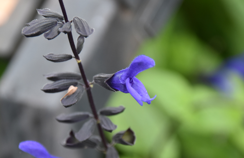 f:id:flowerTDR:20201010085541j:plain