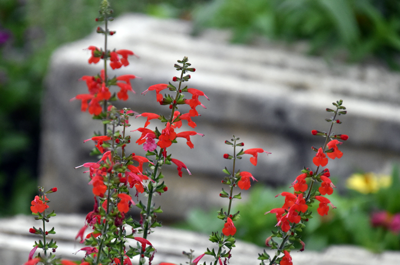 f:id:flowerTDR:20201010085609j:plain