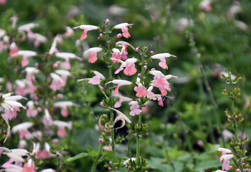 f:id:flowerTDR:20201010085630j:plain