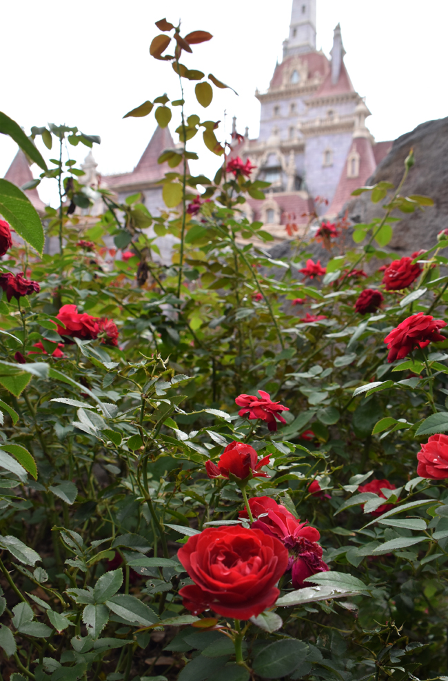 f:id:flowerTDR:20201012001414j:plain