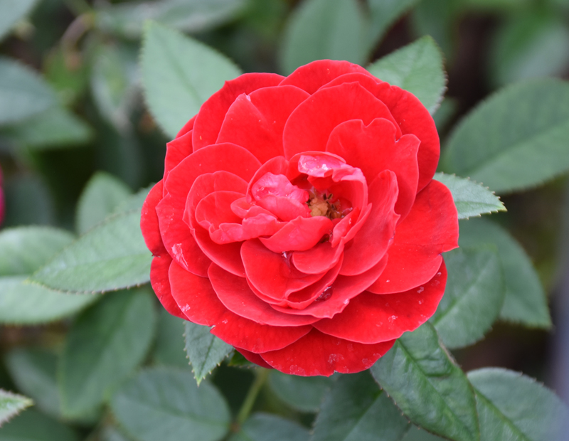 f:id:flowerTDR:20201012001516j:plain