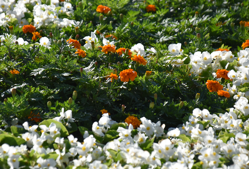 f:id:flowerTDR:20201013092042j:plain f:id:flowerTDR:20201013092042j:plain