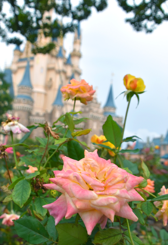 f:id:flowerTDR:20201014083210j:plain