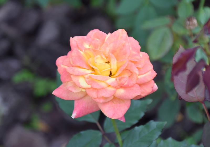 f:id:flowerTDR:20201014083239j:plain
