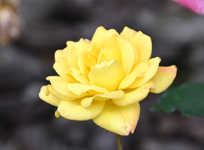 f:id:flowerTDR:20201014083706j:plain