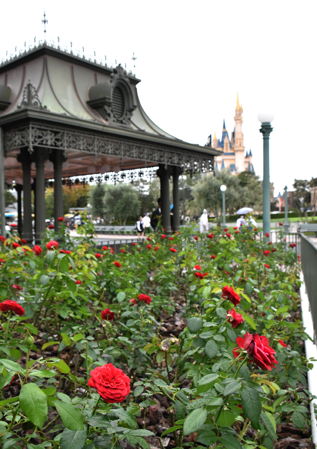 f:id:flowerTDR:20201015083345j:plain f:id:flowerTDR:20201015083345j:plain