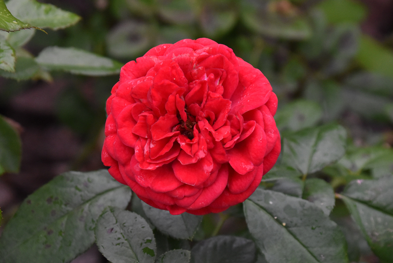 f:id:flowerTDR:20201015083359j:plain f:id:flowerTDR:20201015083359j:plain