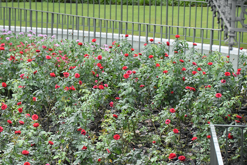 f:id:flowerTDR:20201015083411j:plain f:id:flowerTDR:20201015083411j:plain