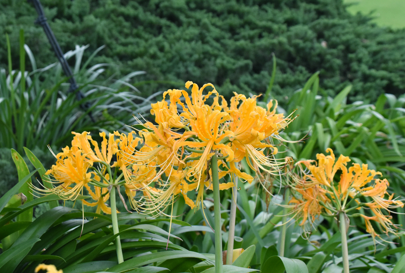 f:id:flowerTDR:20201016083542j:plain