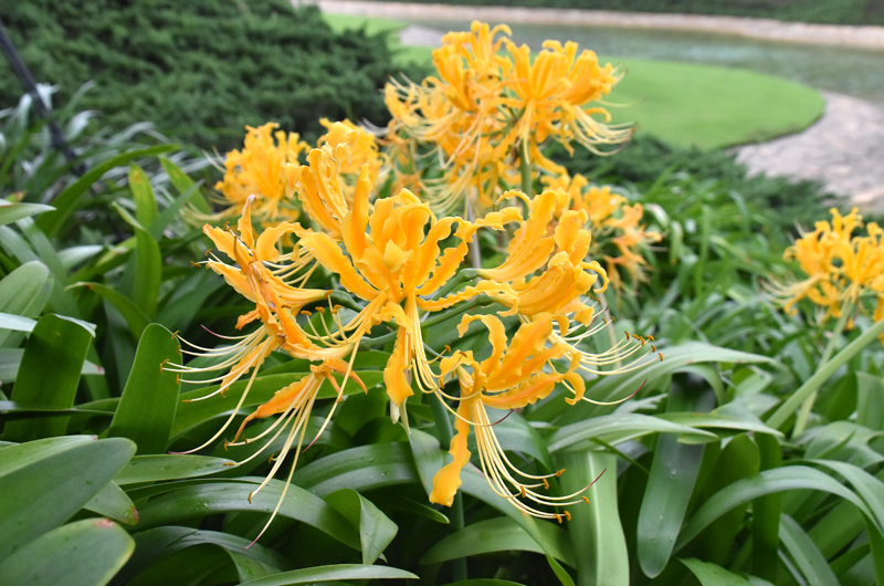 f:id:flowerTDR:20201016083742j:plain