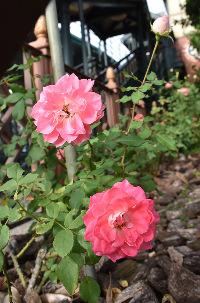 f:id:flowerTDR:20201017141409j:plain